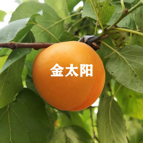 山西大黄杏陕西胭脂红杏树苗嫁接