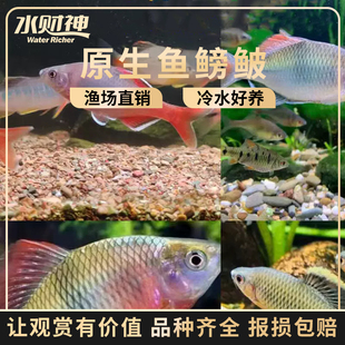 冷水鱼 原生鱼鳑鲏 白边鳑鲏 白边须鱊台州齐青鳞鱊 火山鳑鲏