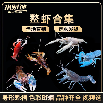 蓝鳌虾橘侏儒佛兰樱花