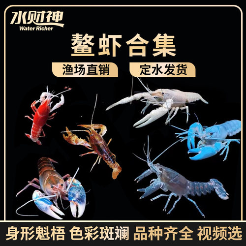 蓝鳌虾橘侏儒佛兰樱花