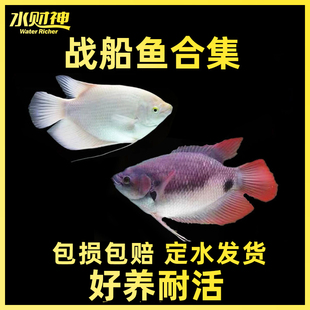 战船鱼活鱼红眼白鱼中大型热带观赏鱼起头古代战船鱼