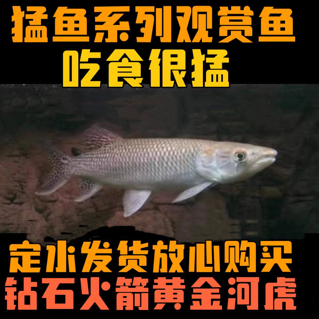 巴西红尾金排骨黄金河虎钻石火箭泰庞海鲢猛鱼活体龙鱼配鱼观赏鱼