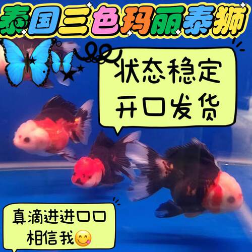 泰狮金鱼进口原泰百褶裙将军三色玛丽黑白熊猫观赏鱼