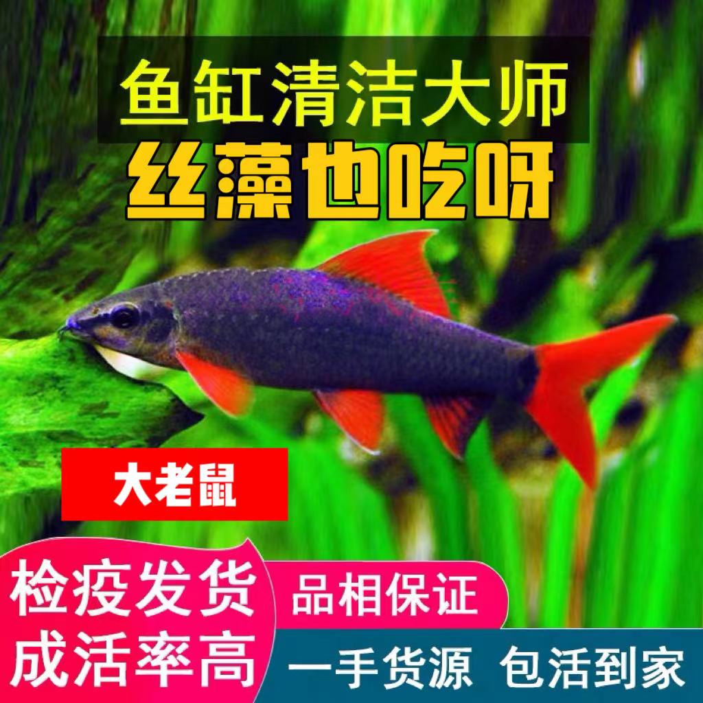 清道夫红尾黑鲨彩虹鲨粉红鲨金苔鼠清洁鱼小型热带红背铅笔观赏鱼
