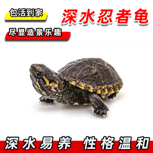 忍者龟活体黄火深水龟鱼缸混养苗吃鱼粪便乌龟吃垃圾清洁鱼缸