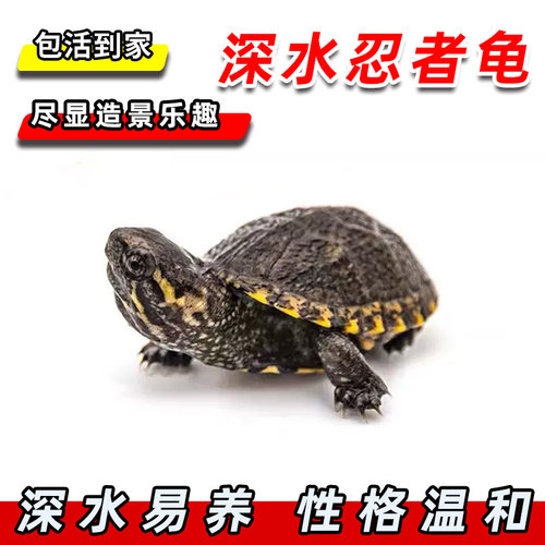 活体忍者龟WATERRICHER/水财神