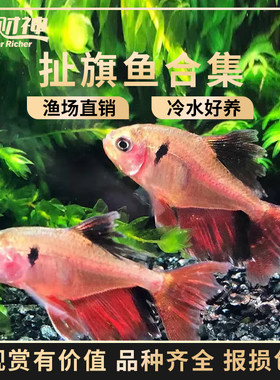 大帆芙蓉旗小型热带鱼观赏鱼