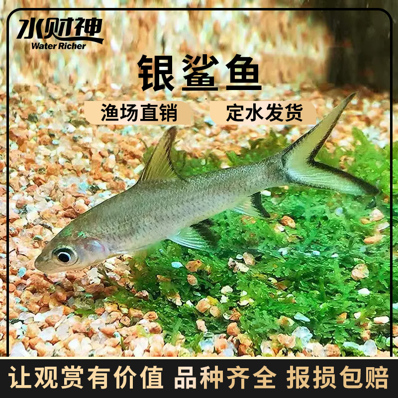 银鲨鱼水财神清缸工具