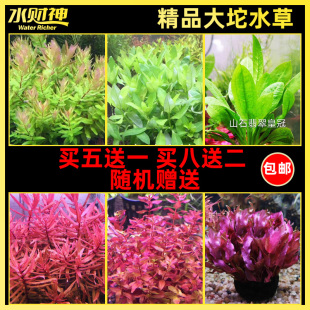 水草大坨草 直接入缸 立即成景 无需种植 鱼缸造景活体真水草淡水