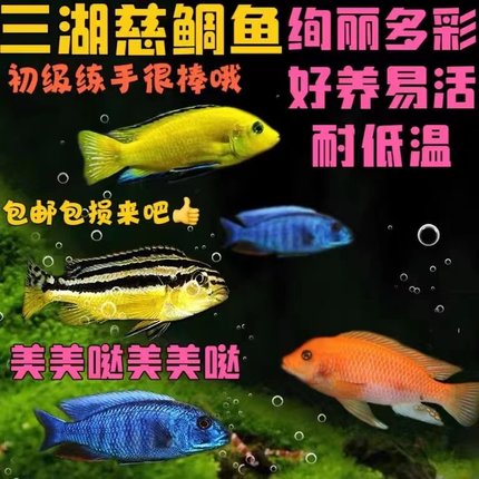 三湖慈鲷小鱼苗观赏鱼宠物小型好养热带鱼耐活淡水鲷鱼冷水观赏鱼