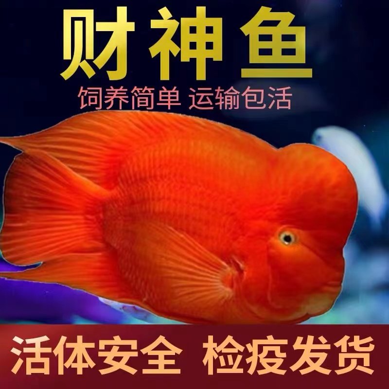 大型热带观赏鱼活体鹦鹉鱼黄金元宝鱼蝴蝶鲤巴西亚黑白地图淡水鱼