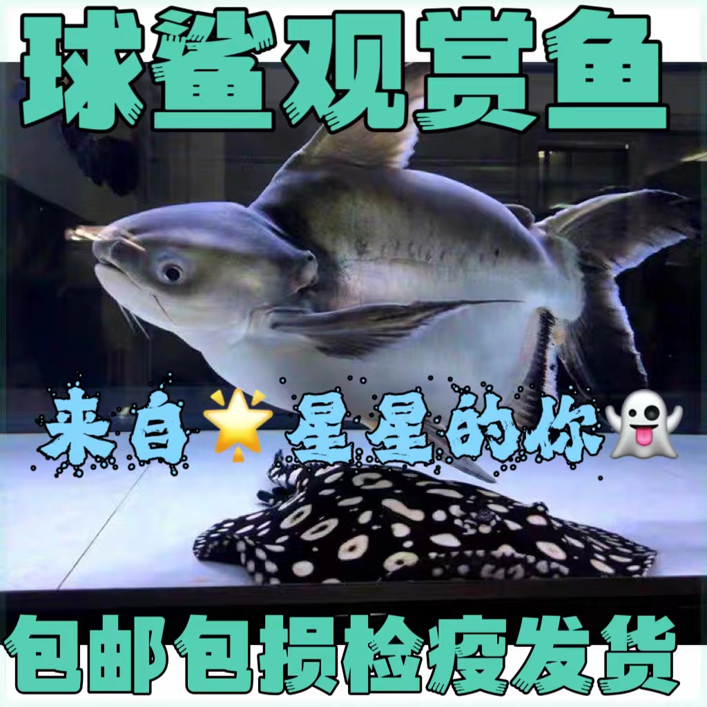 活体鲨鱼水财神短身鲨淡水