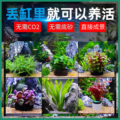 坨草懒人坨草水草缸鱼缸装饰造景