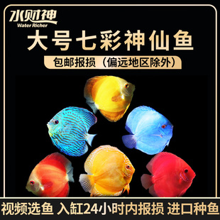 七彩种鱼燕鱼  天子蓝 红金 黄盖子活体中小型热带鱼淡水鱼观赏鱼