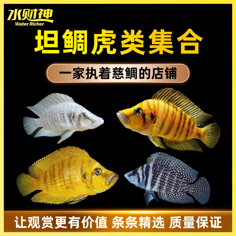 黄金虎鱼金头虎鱼黑喷虎裕白喷虎 三湖慈鲷 坦鲷活体鱼  观赏鱼