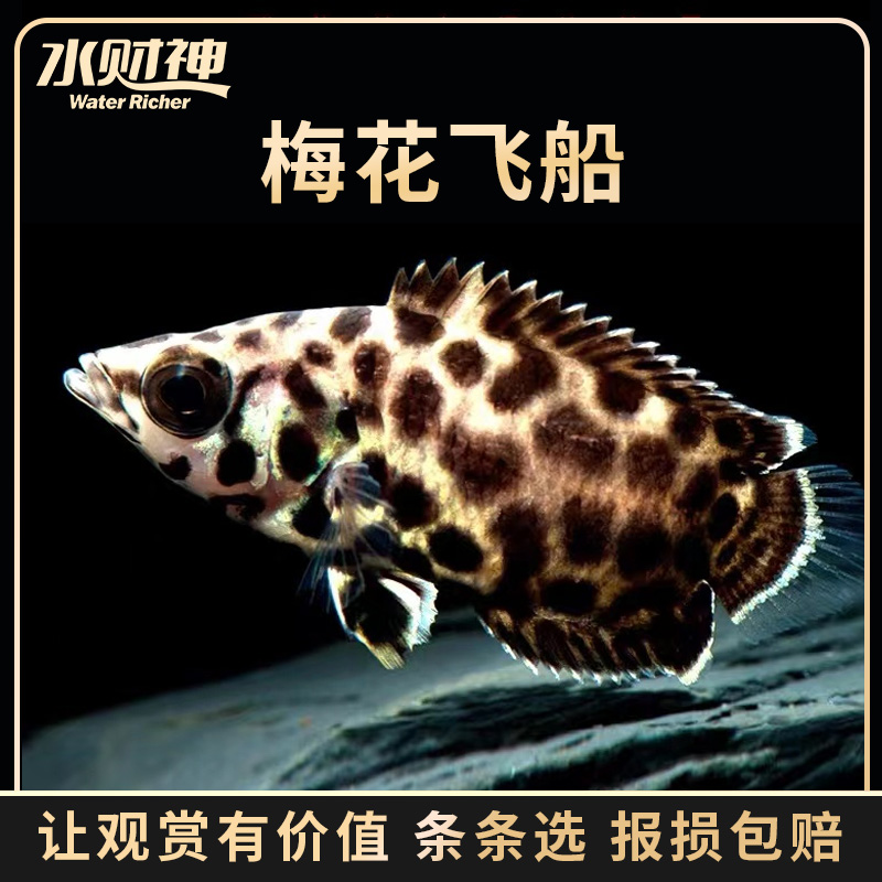 梅花飞船巧克力飞船梅花攀鲈鱼维缇娜小型热带观赏鱼淡水斑点活体