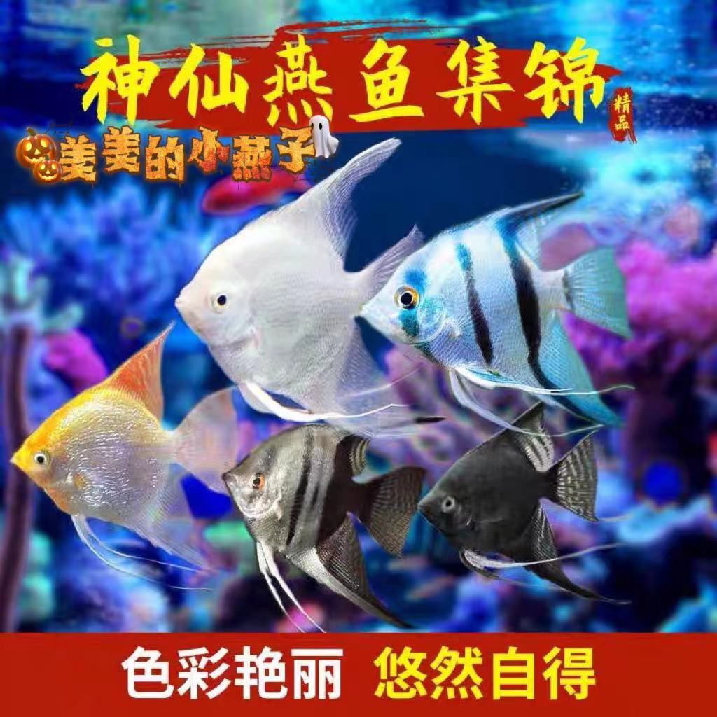 燕鱼水财神热带神仙淡水