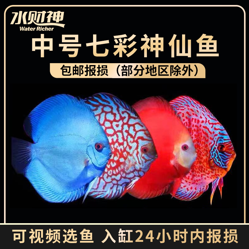 七彩神仙鱼活体天子蓝红黄盖子红蓝松阿莲卡热带淡水