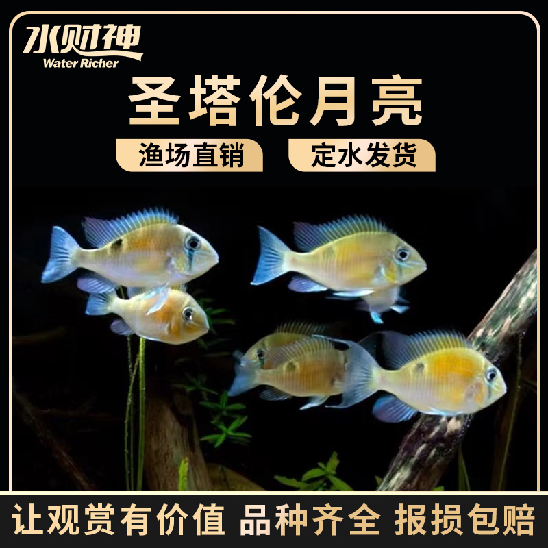 圣塔伦黄腹月亮宝石南美慈鲷温顺易养原生食土鲷热带鱼观赏鱼活体