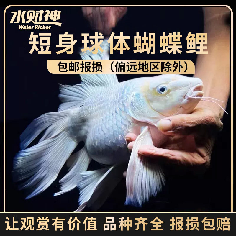 观赏鱼球体蝴蝶鲤鱼活体短身贵妃龙鲤莼种大尾冷水鱼锦鲤鱼苗金鱼