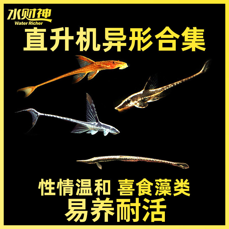 异型皇冠黑魔神枝状巴洛克红蜻蜓直升机底栖鱼草缸除藻清洁鱼活体,宠物/宠物食品及用品,鱼,淘宝优惠券,粉丝福利购,淘宝优惠卷