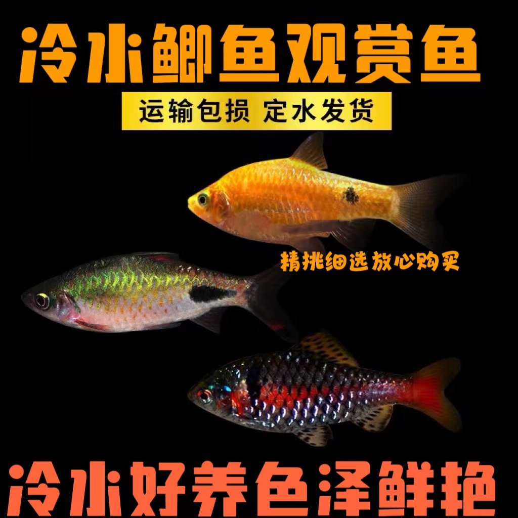 冷水观赏鱼活体黑影道人钻石紫红两点鲫彩虹鲫金元宝大帆玫瑰鲫