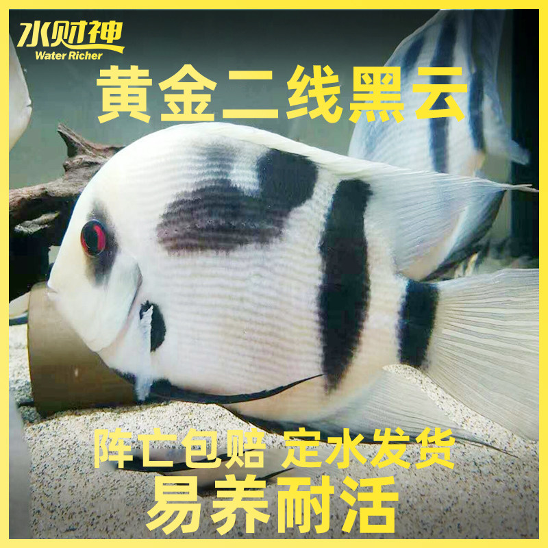 黄金二线黑云鱼活体热带观赏鱼