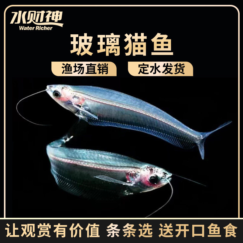 玻璃猫 热带鱼观赏鱼淡水鱼草缸透明鱼活体幽灵猫群游小型鱼