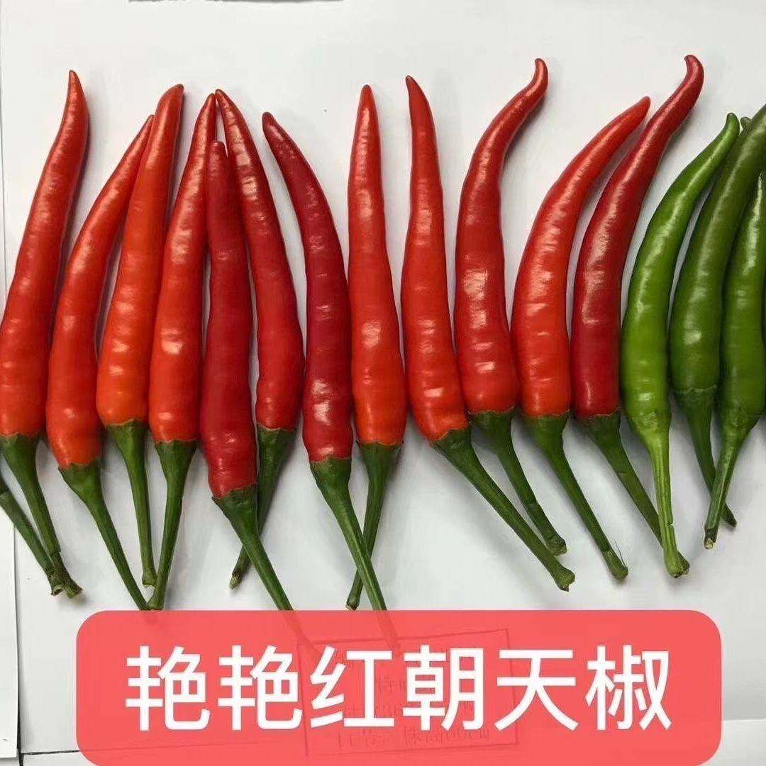 辣椒种子艳艳红朝天椒种子中早熟单生朝天椒种籽辣味浓辣椒籽种子