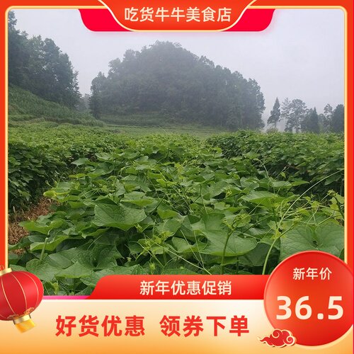 新鲜嫩瓜尖价格 新鲜嫩瓜尖图片 星期三