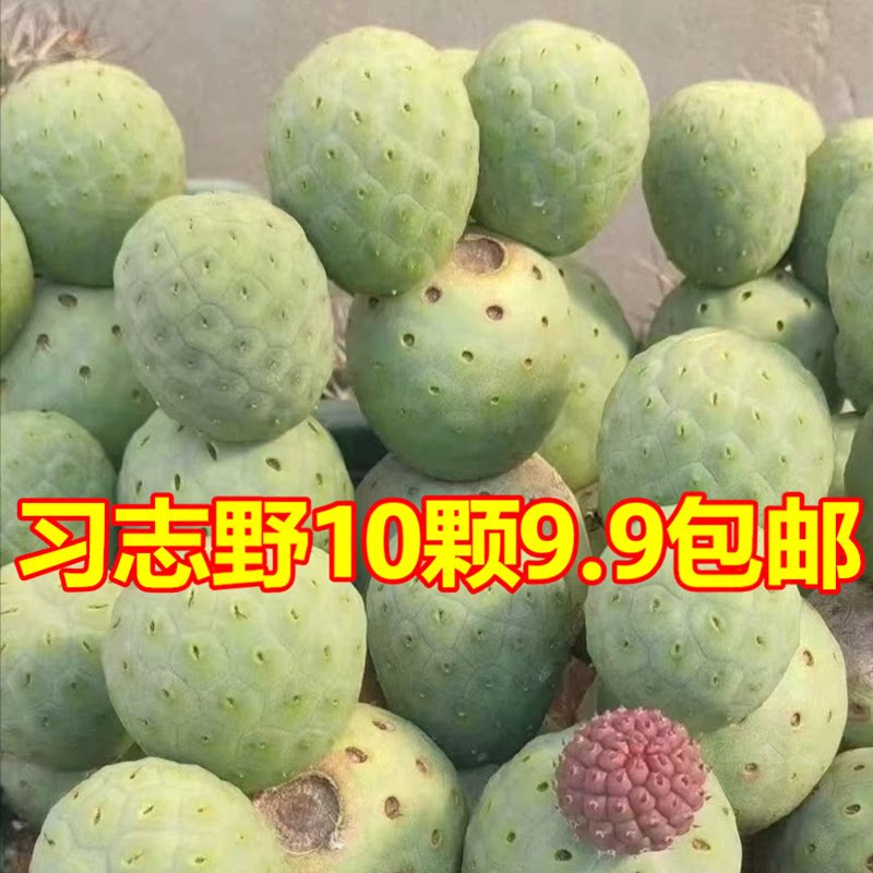 习志野无刺团扇仙人球基地直发