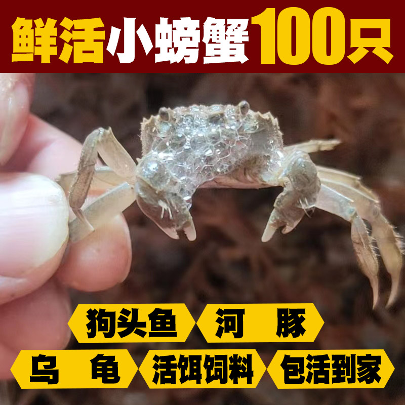 狗头乌龟河豚100只一口一个嘎脆