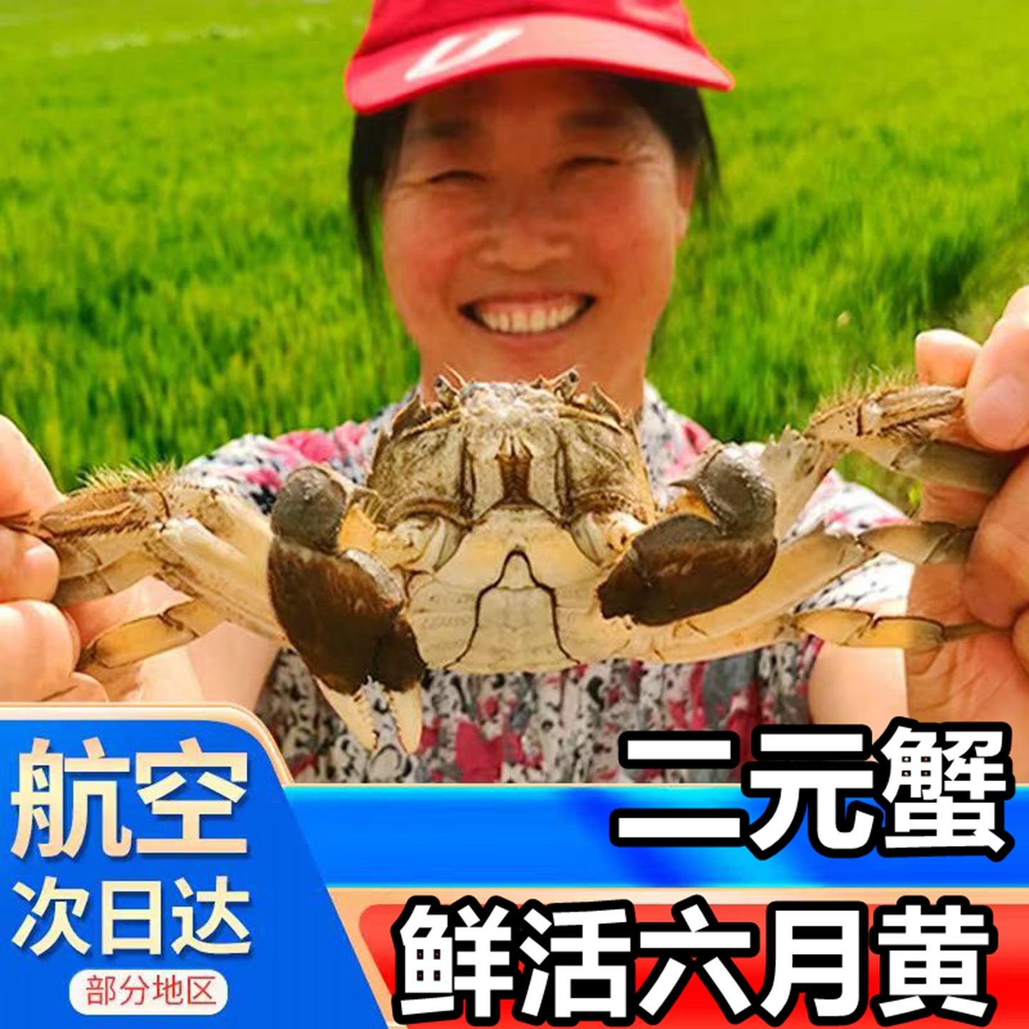 盘锦河蟹3斤装正宗稻田蟹
