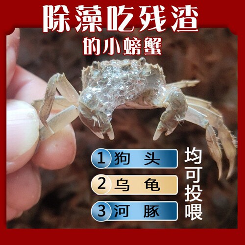 淡水蟹苗观赏小螃蟹狗头河豚乌龟宠物蟹深水除藻蟹活体爬宠迷你蟹 - 封面