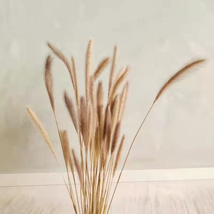 干花狗尾巴草软装材料摆放花卉场景布置天然植物天然狼尾巴干花束