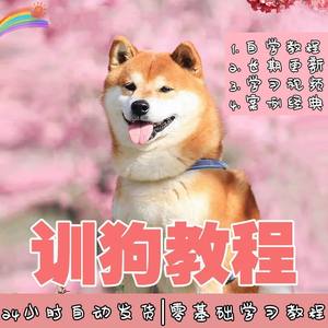 训狗教程神器训犬泰迪金毛拉布拉多专业宠物训练视频上厕所大小便