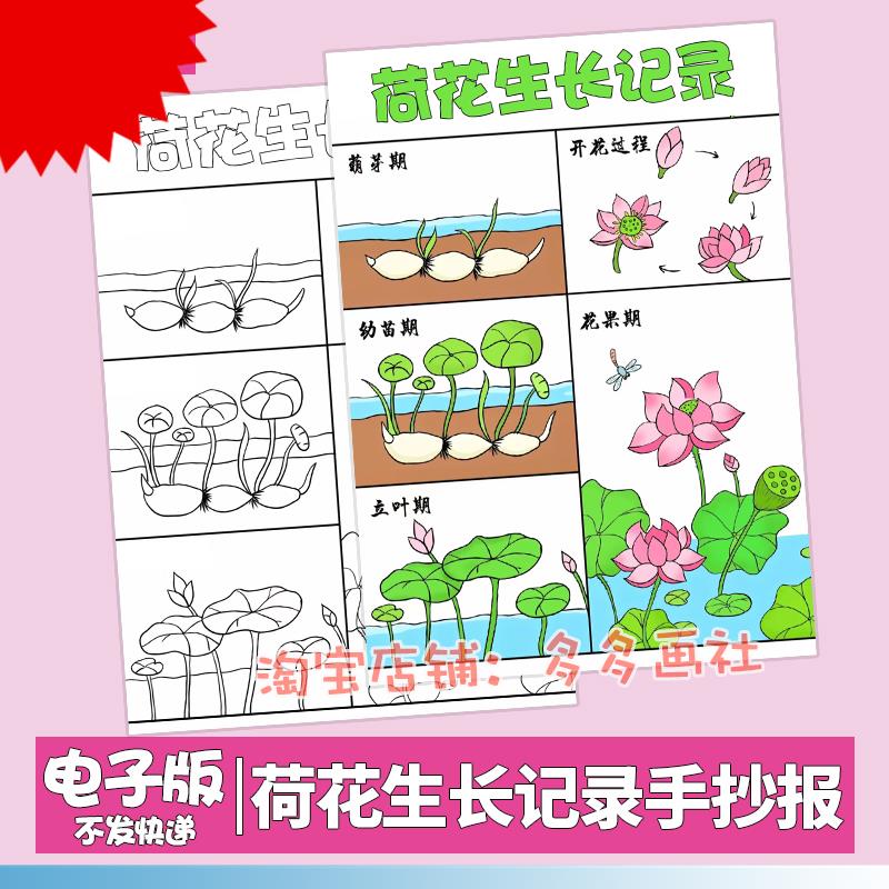 荷花生长过程手抄报模板小学生植物观察记录自然笔记涂色黑白线稿