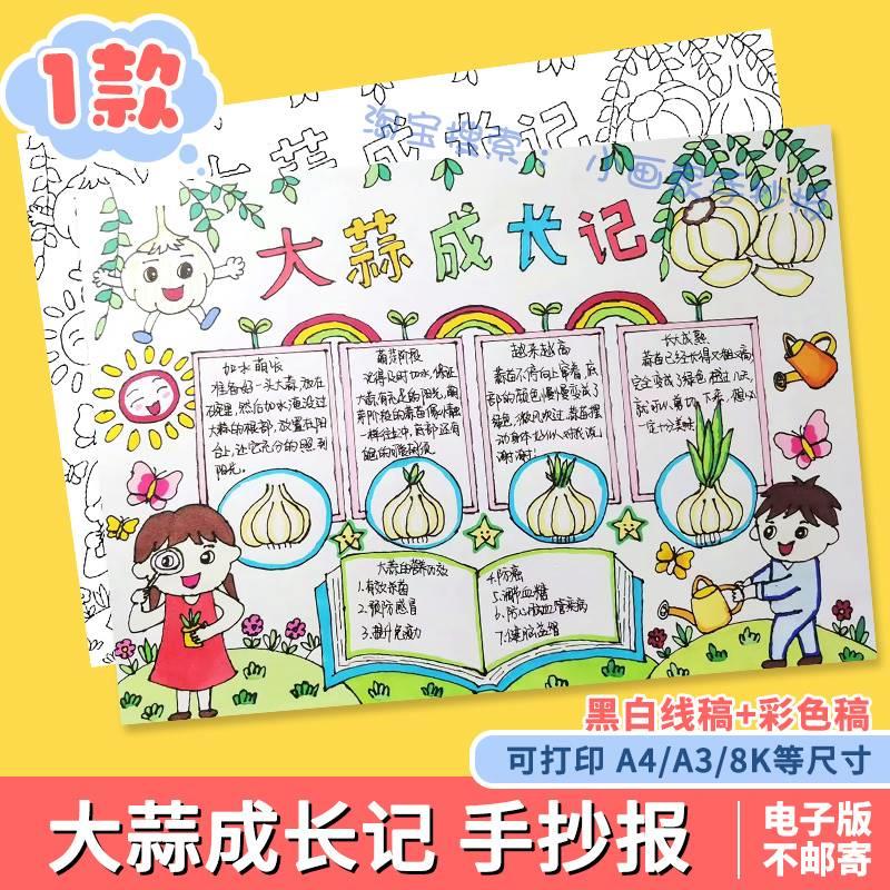 大蒜成长观察日记植物生长自然笔记手抄报记录植物蔬菜生长小报a4