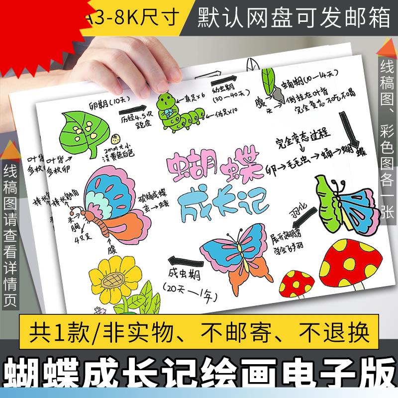 昆虫自然笔记蝴蝶的生长过程手抄报模板电子版昆虫观察记录线稿