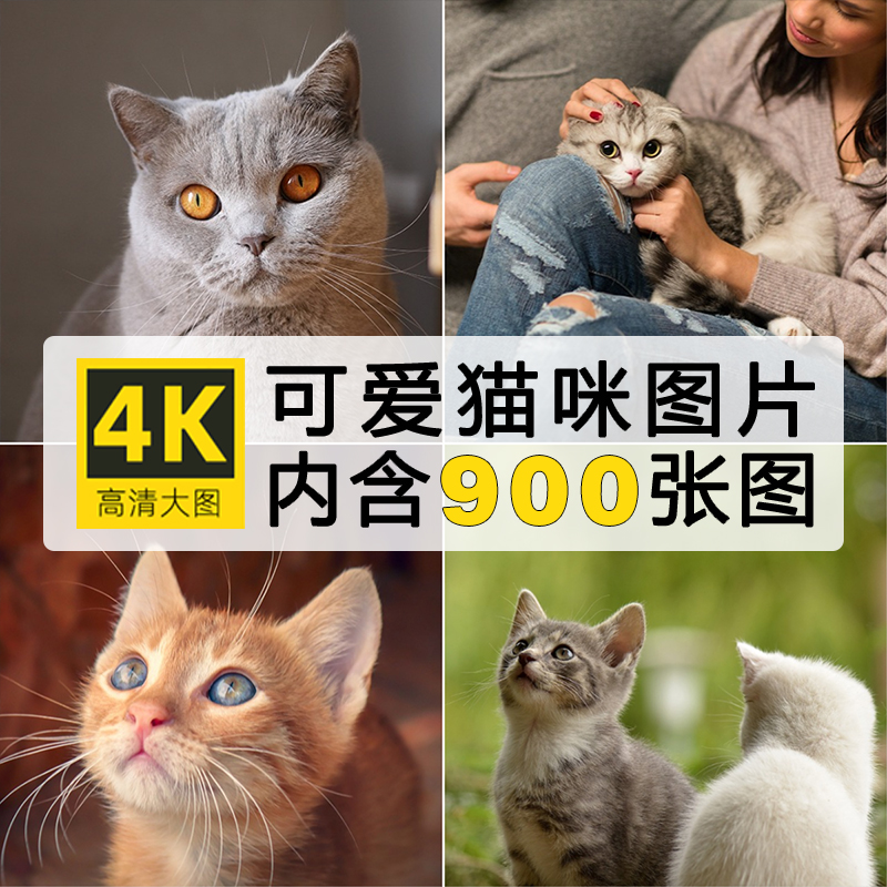宠物猫摄影4K高清写真照片可爱萌宠奶猫狸花猫喵星人猫咪图片壁纸
