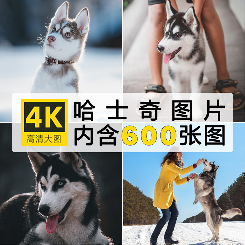 高清哈士奇图片宠物狗狗4K摄影壁纸图集照片电子版ps海报设计素材