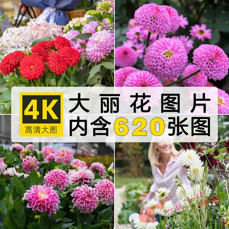 4K高清花开富贵大丽花图片西洋菊花朵花瓣花卉摄影特写壁纸ps素材