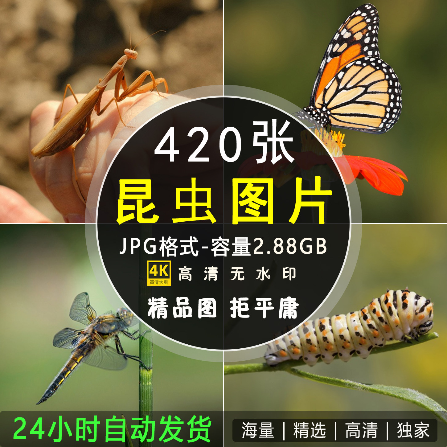 高清昆虫图片 蝴蝶蚂蚁蜜蜂摄影特写照照片临摹绘画JPG设计素材