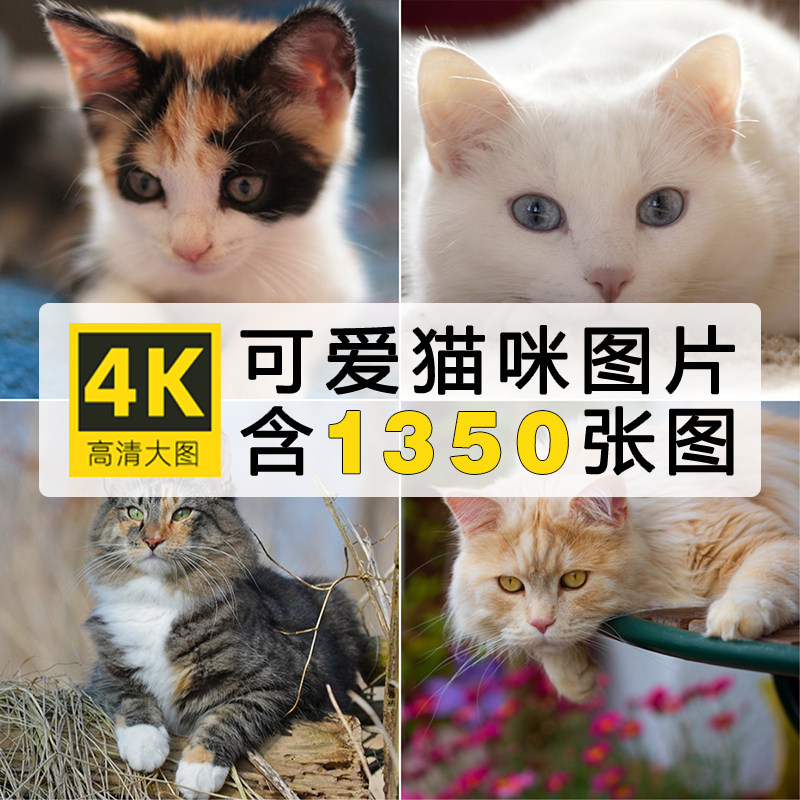 4K高清图集 可爱小猫咪动物猫cat照片背景壁纸ps海报设计图片素材