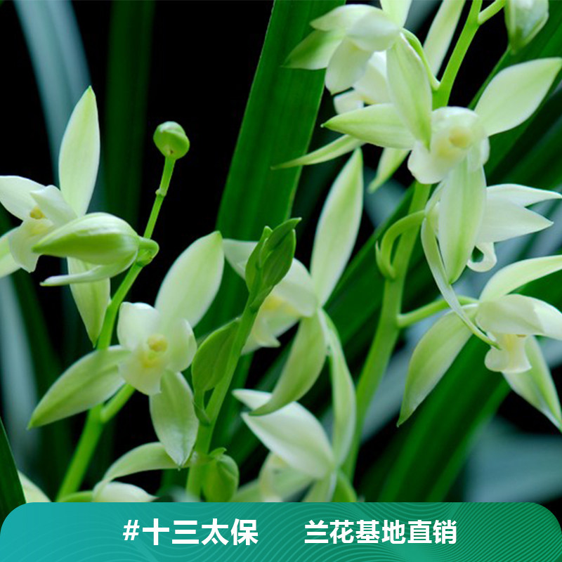 翁源兰花 十三太保 建兰名贵浓香型好养花卉盆栽室内绿植花卉兰草