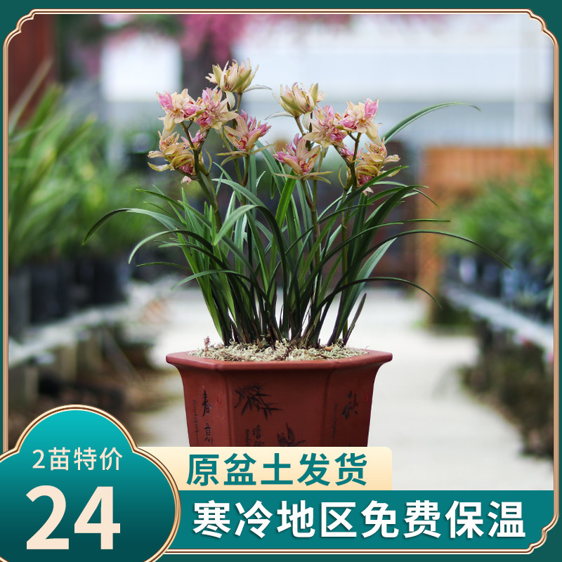 兰花苗带花苞 富山奇蝶 建兰系列名贵品种大全四季开花浓香型好养