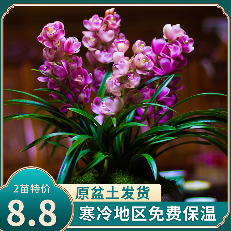 最香的兰花 红酒之恋 十大名贵品种大全墨兰盆栽室内
