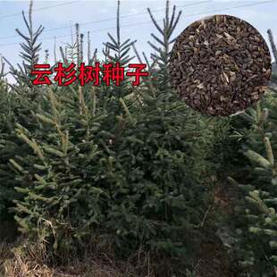 云杉种子当年新采云杉树种子云杉籽一级新种颗粒饱满出苗率高松树