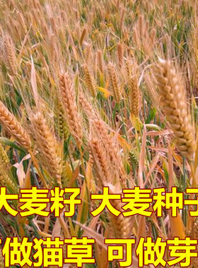 大麦种子 农作物种子 牧草绿色有机粮食优质绿肥种子