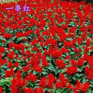 一串红种子矮杆高杆一串红花种籽四季花开花期长园林绿化盆栽花卉